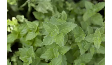 Gartenbaumschule Becker