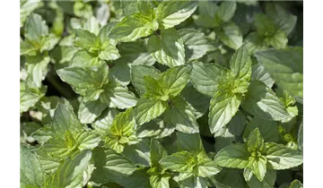 Gartenbaumschule Becker