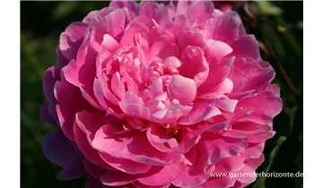 Gartenbaumschule Becker