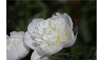 Gartenbaumschule Becker