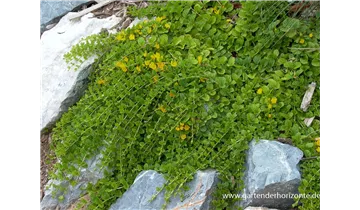 Gartenbaumschule Becker