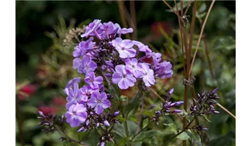Gartenbaumschule Becker