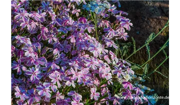 Gartenbaumschule Becker