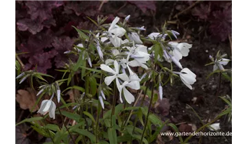 Gartenbaumschule Becker