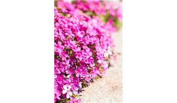 Gartenbaumschule Becker