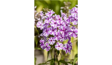 Gartenbaumschule Becker