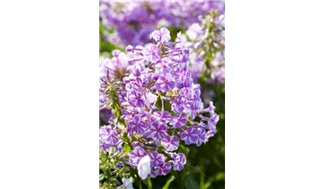 Gartenbaumschule Becker