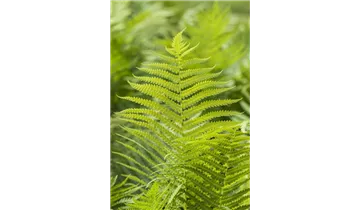 Gartenbaumschule Becker