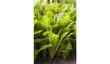 Gartenbaumschule Becker