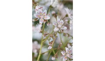 Gartenbaumschule Becker