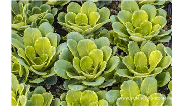 Gartenbaumschule Becker