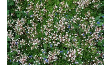 Gartenbaumschule Becker