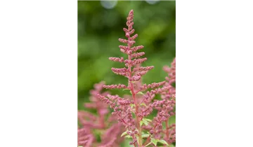 Gartenbaumschule Becker