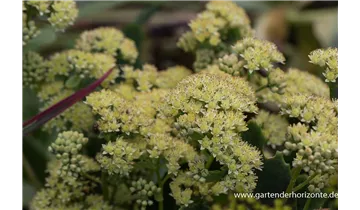 Gartenbaumschule Becker