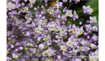 Gartenbaumschule Becker