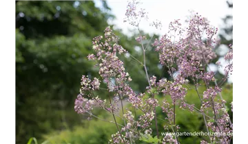 Gartenbaumschule Becker