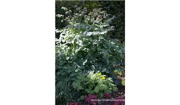 Gartenbaumschule Becker