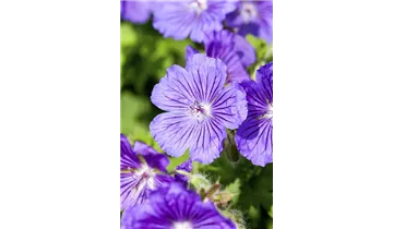 Gartenbaumschule Becker