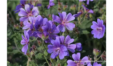 Gartenbaumschule Becker