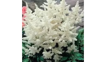 Gartenbaumschule Becker