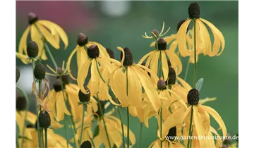 Gartenbaumschule Becker