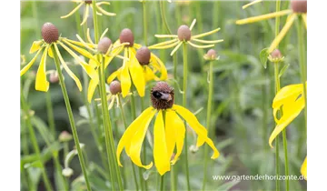 Gartenbaumschule Becker