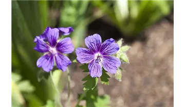 Gartenbaumschule Becker