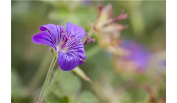 Gartenbaumschule Becker