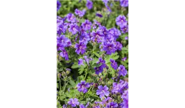 Gartenbaumschule Becker