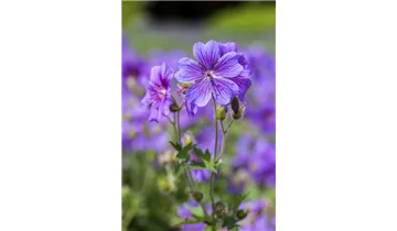 Gartenbaumschule Becker