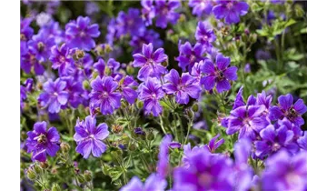 Gartenbaumschule Becker