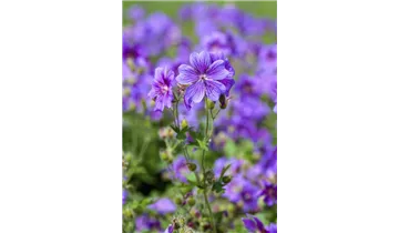 Gartenbaumschule Becker