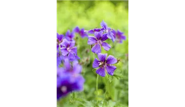 Gartenbaumschule Becker