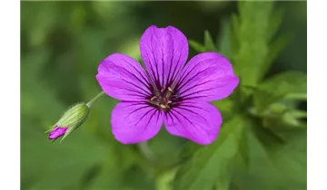 Gartenbaumschule Becker