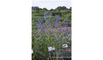 Gartenbaumschule Becker
