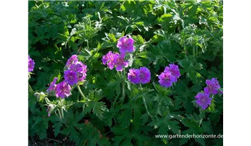Gartenbaumschule Becker