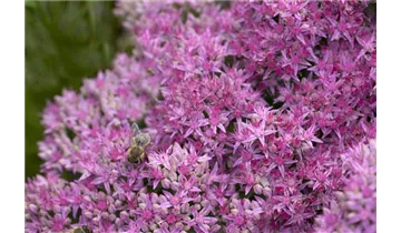 Gartenbaumschule Becker