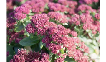 Gartenbaumschule Becker