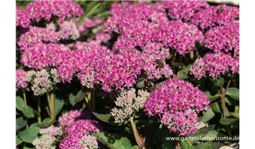 Gartenbaumschule Becker