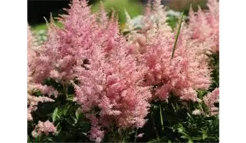 Gartenbaumschule Becker