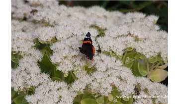 Gartenbaumschule Becker