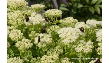 Gartenbaumschule Becker
