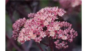 Gartenbaumschule Becker