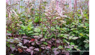 Gartenbaumschule Becker