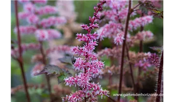 Gartenbaumschule Becker