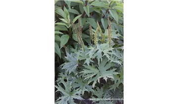 Gartenbaumschule Becker