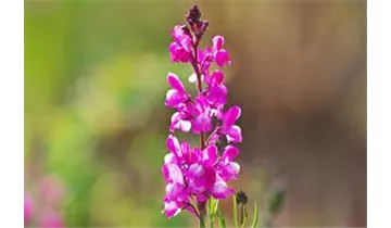 Gartenbaumschule Becker