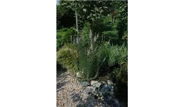 Gartenbaumschule Becker