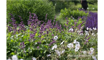 Gartenbaumschule Becker