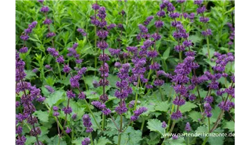 Gartenbaumschule Becker